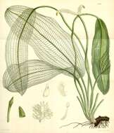 Image of Cape pondweed family