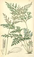 Polypodiaceae resmi