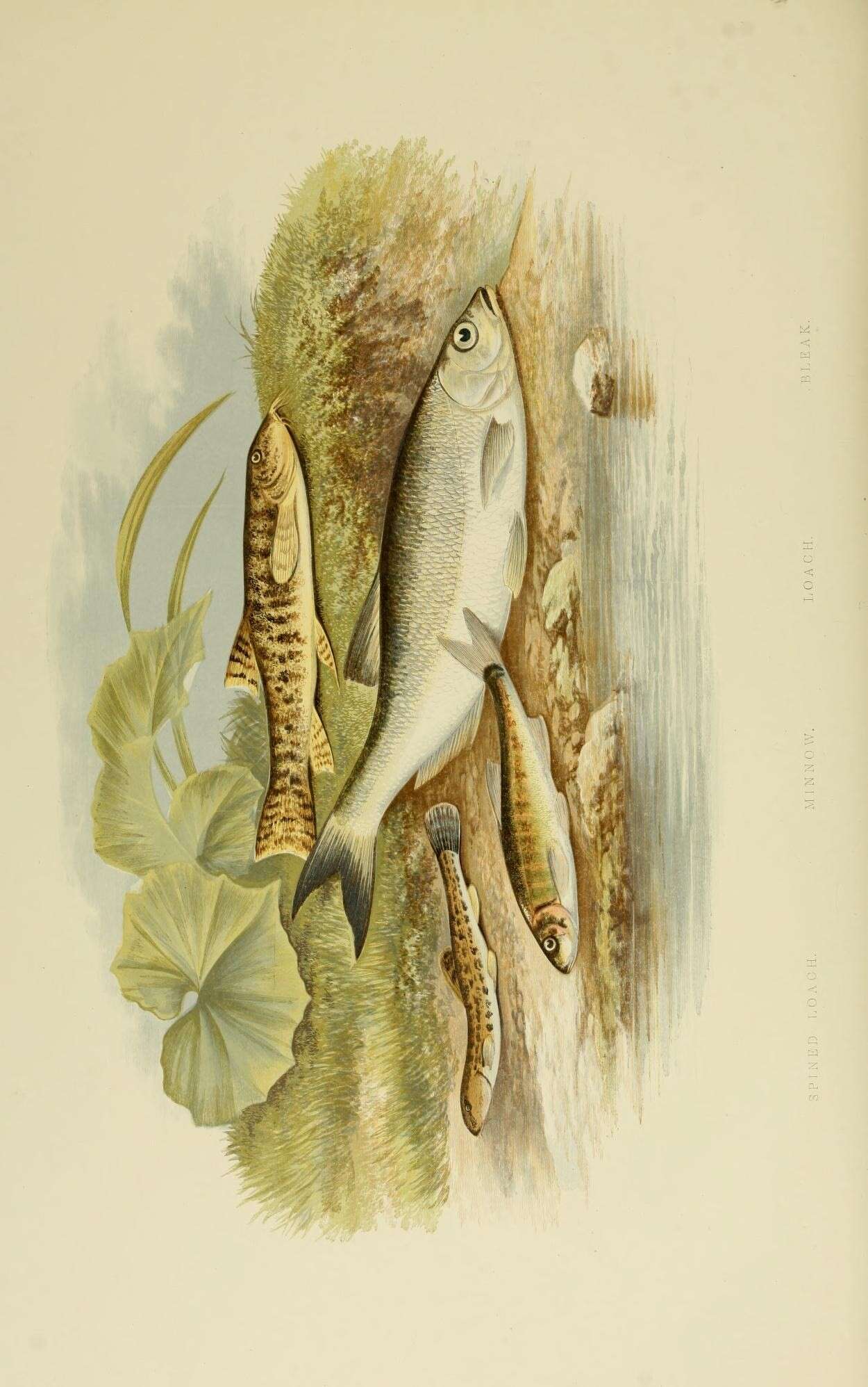 Imagem de Alburnus alburnus (Linnaeus 1758)
