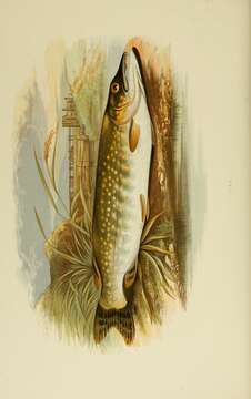 Image of Northern pike