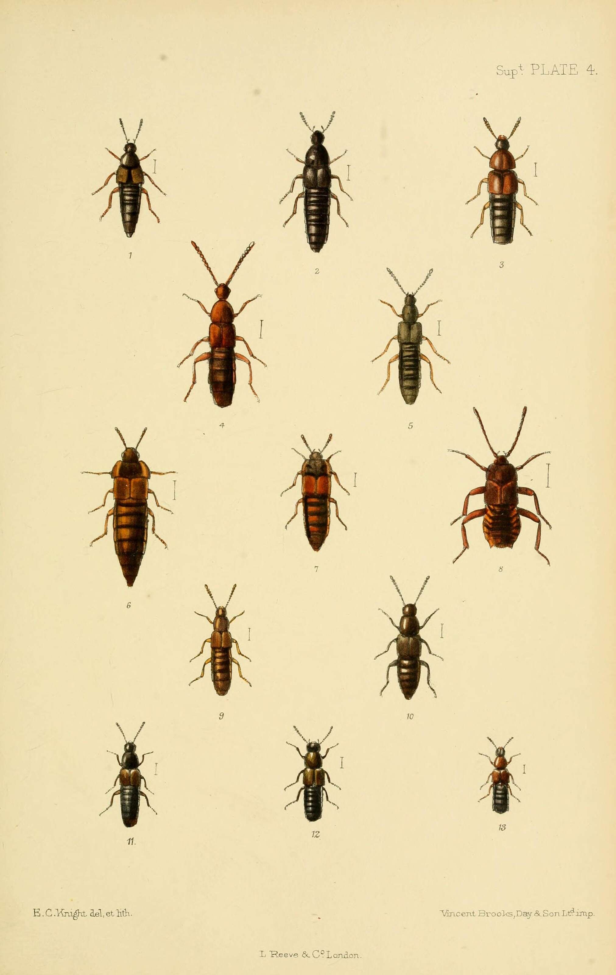 Image of Oxypoda carbonaria (Heer 1841)