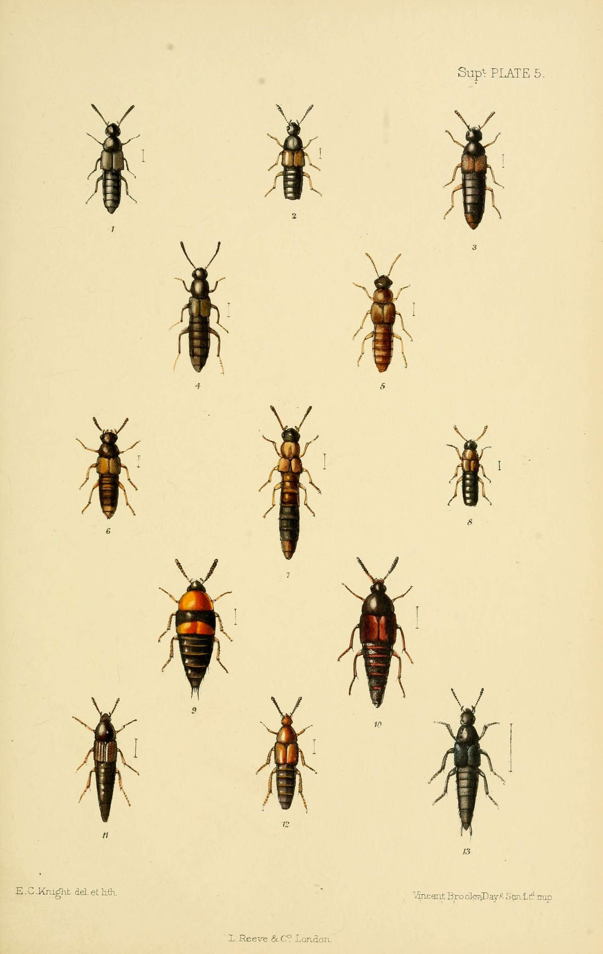 Image of Pycnota (Pycnota) paradoxa (Mulsant & Rey 1861)