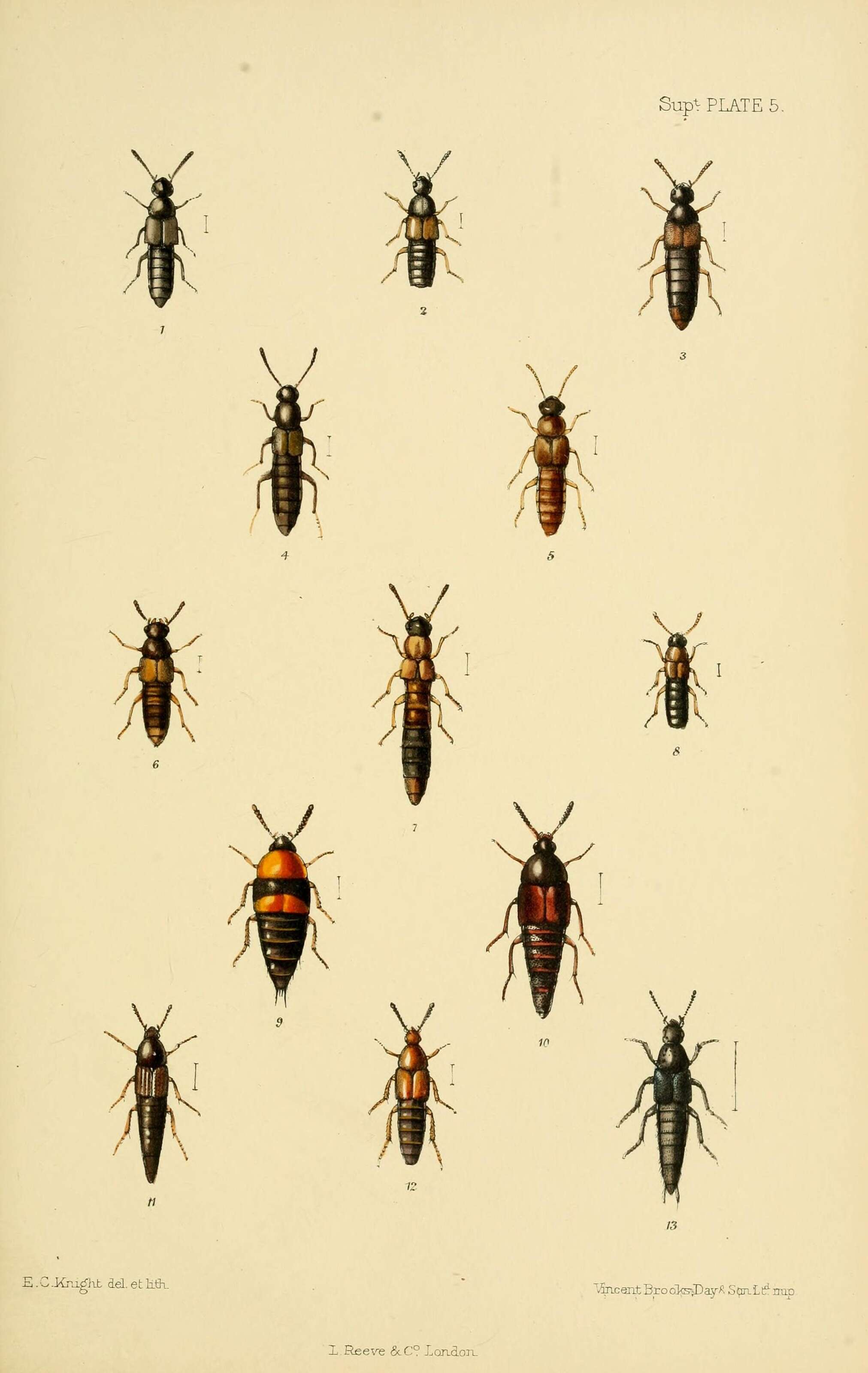 Pycnota (Pycnota) paradoxa (Mulsant & Rey 1861) resmi