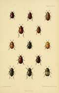 صورة Agathidium (Agathidium) badium Erichson 1845