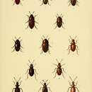 Imagem de Colon (Eurycolon) rufescens Kraatz 1850