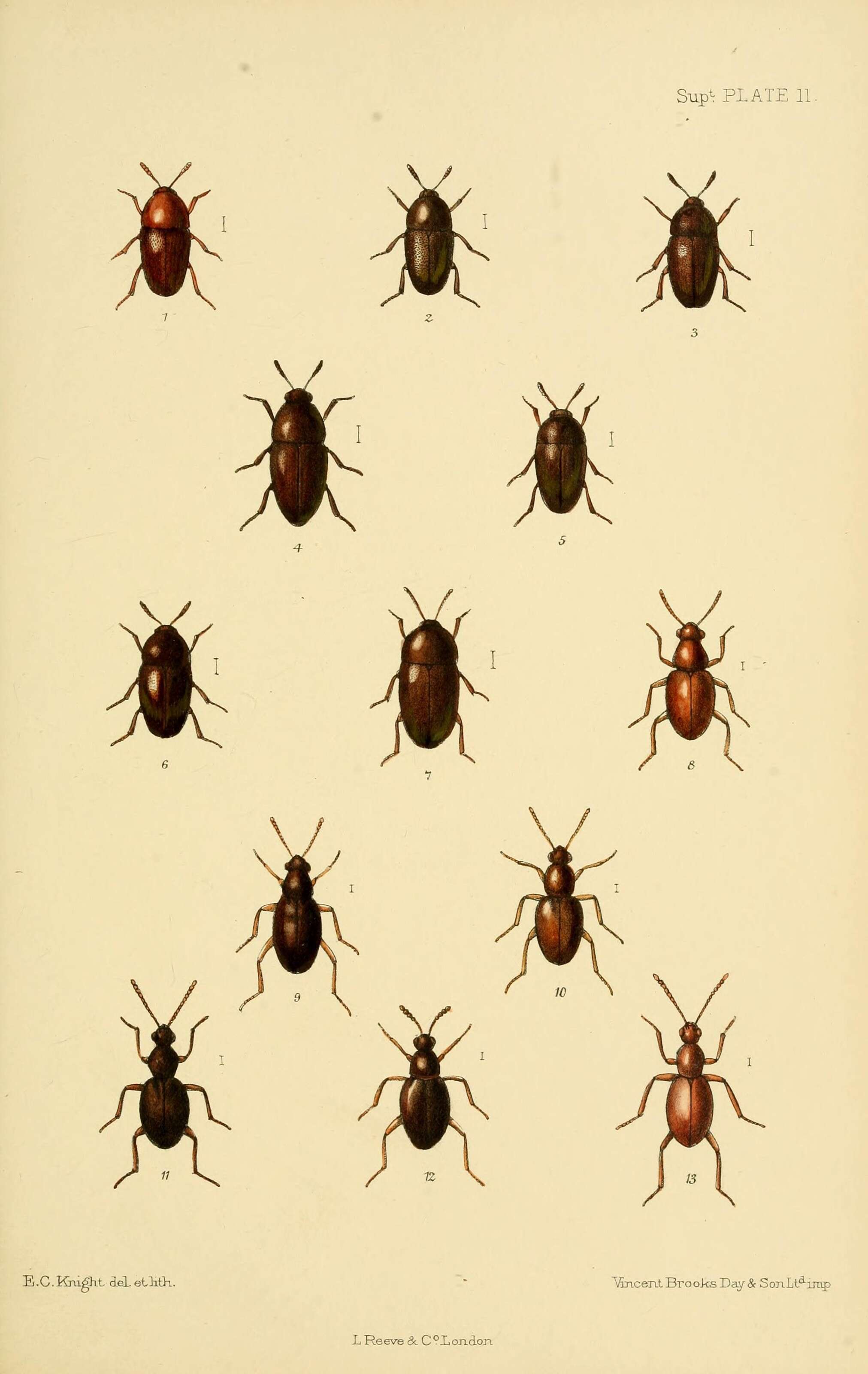 Image of Colon (Eurycolon) rufescens Kraatz 1850