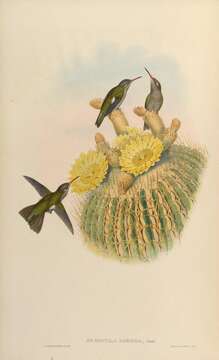 Phaeoptila Gould 1861 resmi