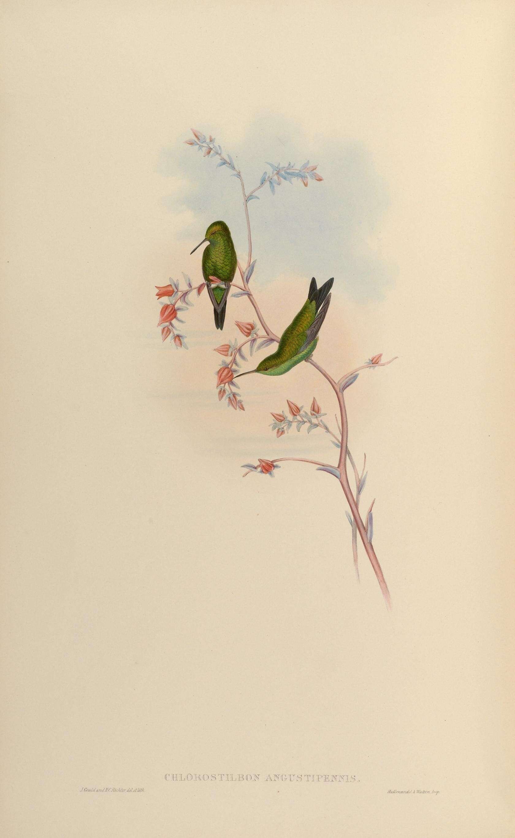 Image of Chlorostilbon Gould 1853