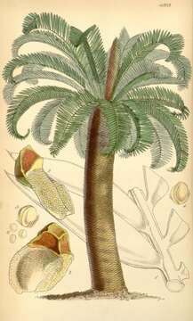 Image of cycads