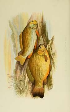 Image of Crucian Carp