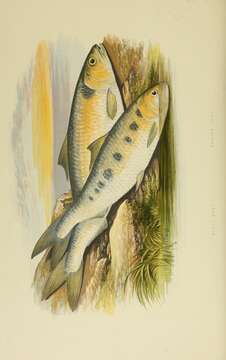 Image of Allis Shad