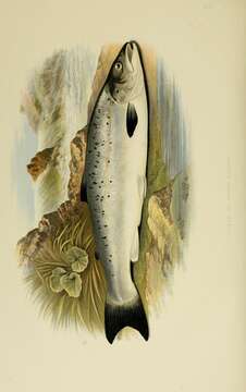 Image of Atlantic Salmon