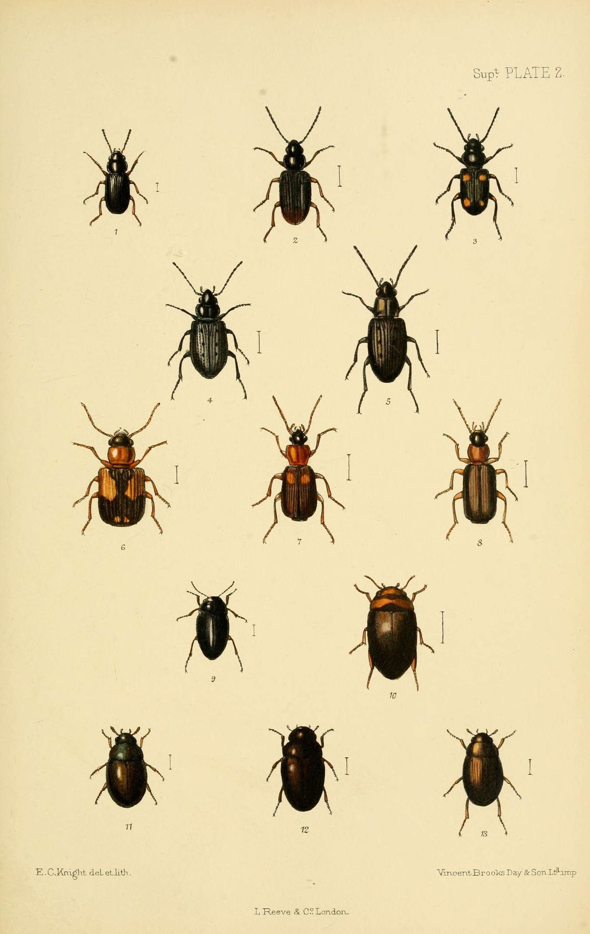 Image of Carabidae