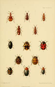 Image of Claviger (Clavifer) longicornis Müller & P. W. J. 1818