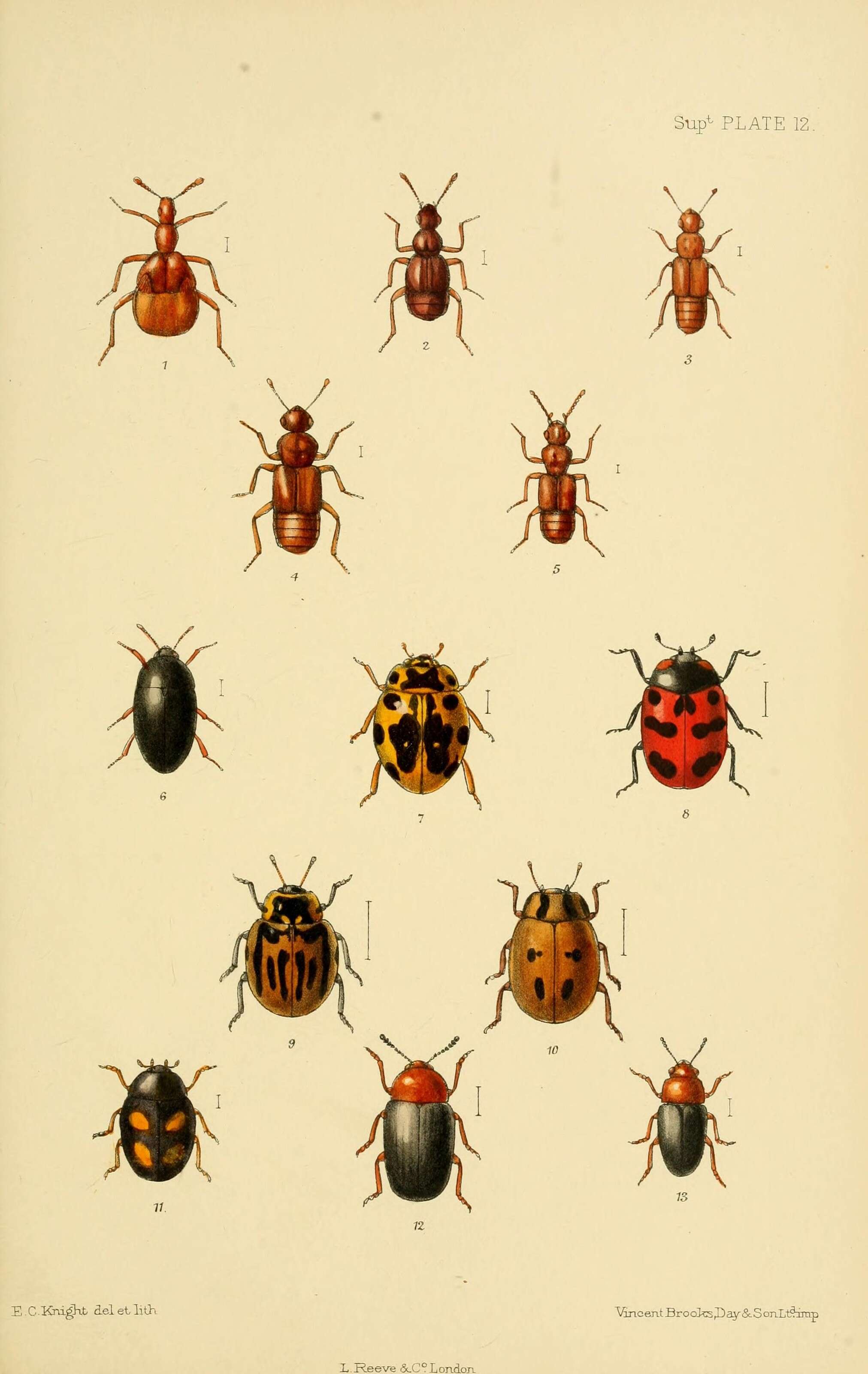 Claviger (Clavifer) longicornis Müller & P. W. J. 1818 resmi