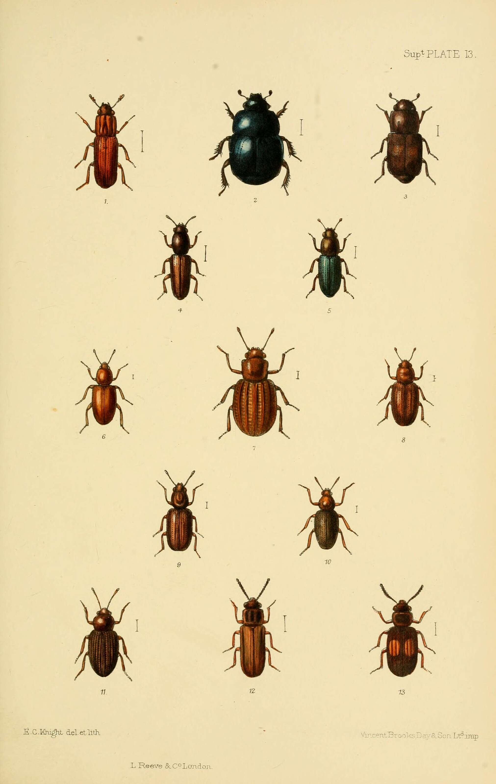 Image of Hypocaccus (Hypocaccus) rugifrons (Paykull 1798)
