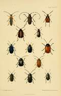 Image of Twin spot longhorn beetle