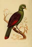 Image of Green Turaco