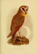 Image of Javan Owlet