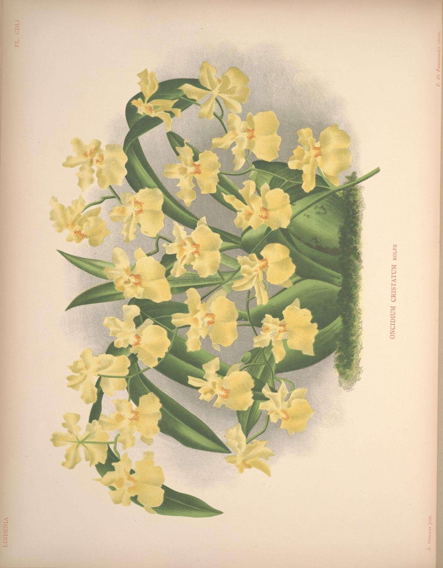 Image of orchid