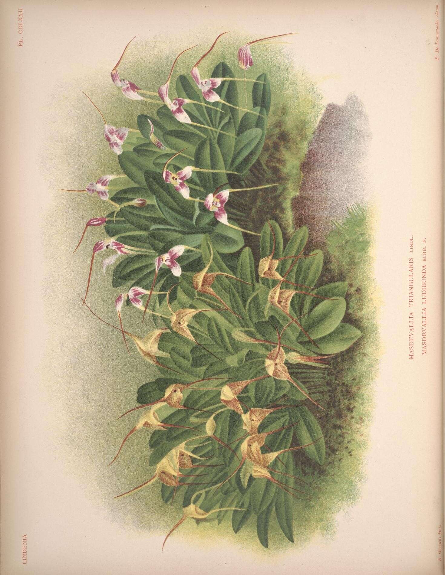 Image of Masdevallia triangularis Lindl.