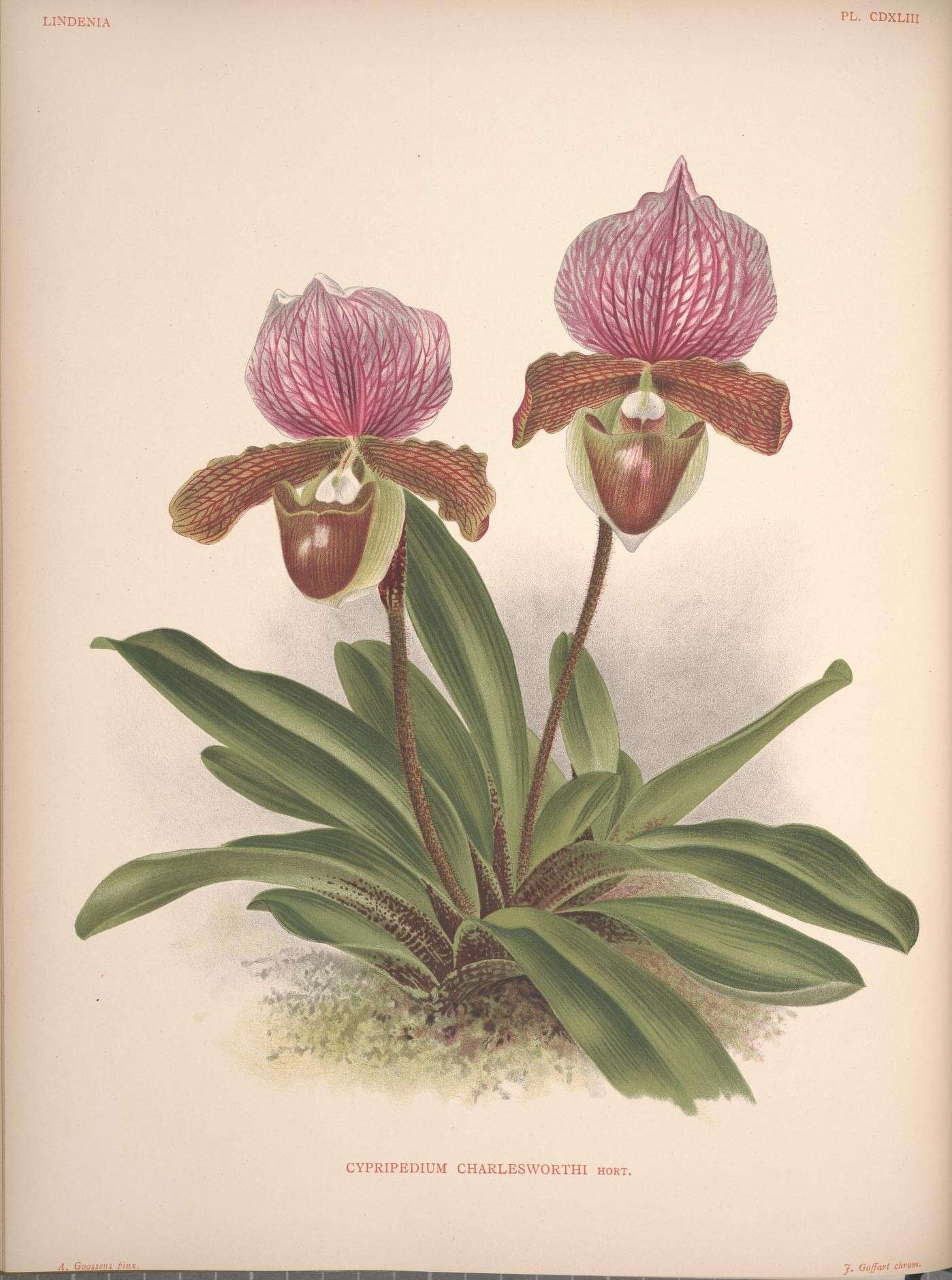 Image de Paphiopedilum charlesworthii (Rolfe) Pfitzer