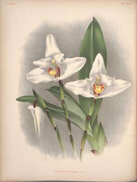 Image of Maxillaria lindeniae Cogn.