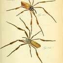 Image de <i>Nephila clavipes fasciculata</i> (De Geer 1778)