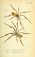 Image de <i>Nephila clavipes fasciculata</i> (De Geer 1778)