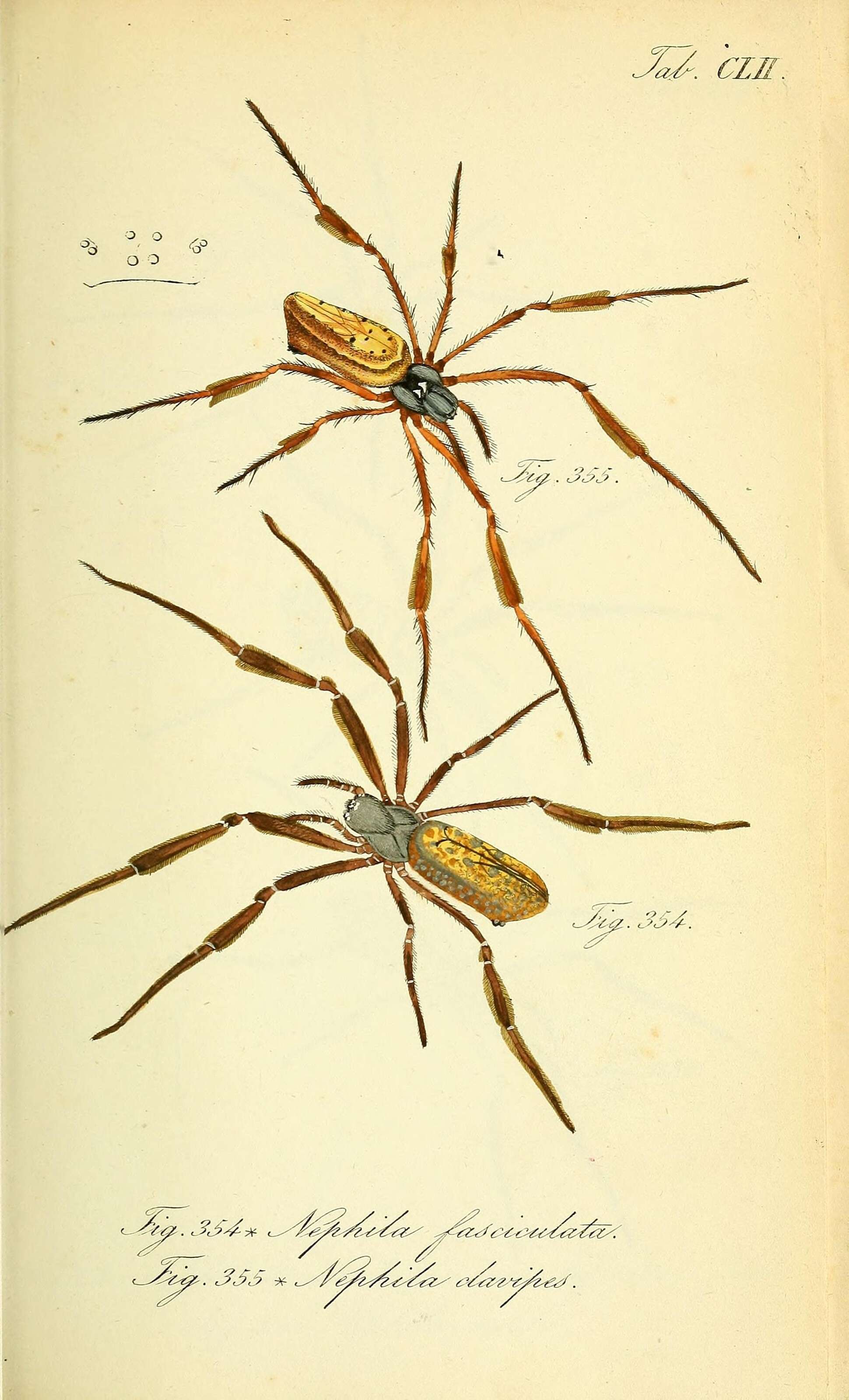 Image de <i>Nephila clavipes fasciculata</i> (De Geer 1778)