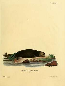 Image of Enhydra Fleming 1822