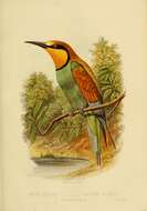 Image of bee-eater, european bee-eater