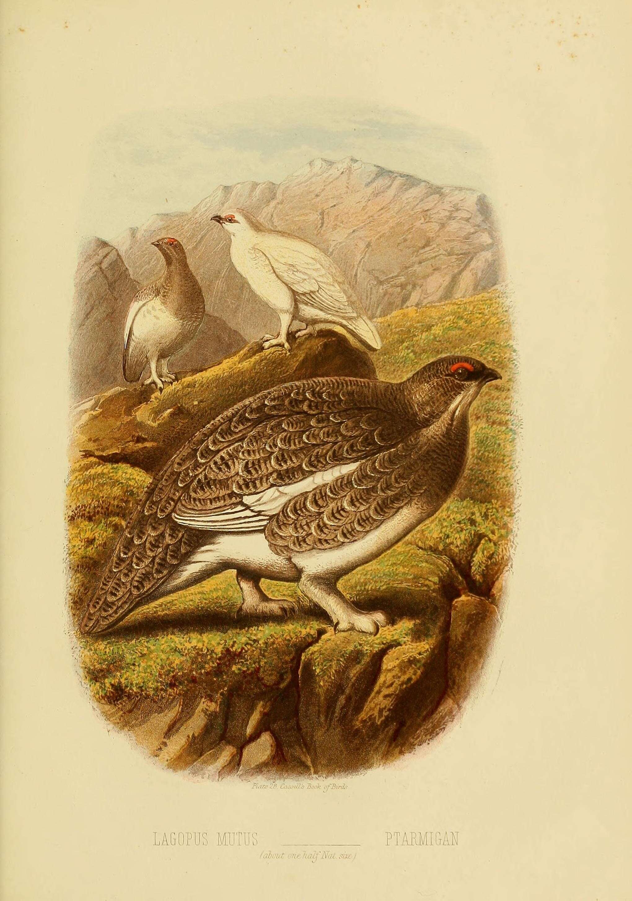 Image of Ptarmigan