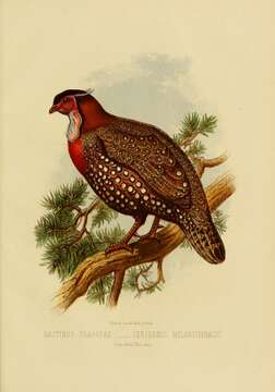 Image of Black-headed Tragopan