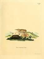 Image of pygmy shrew, lesser shrew