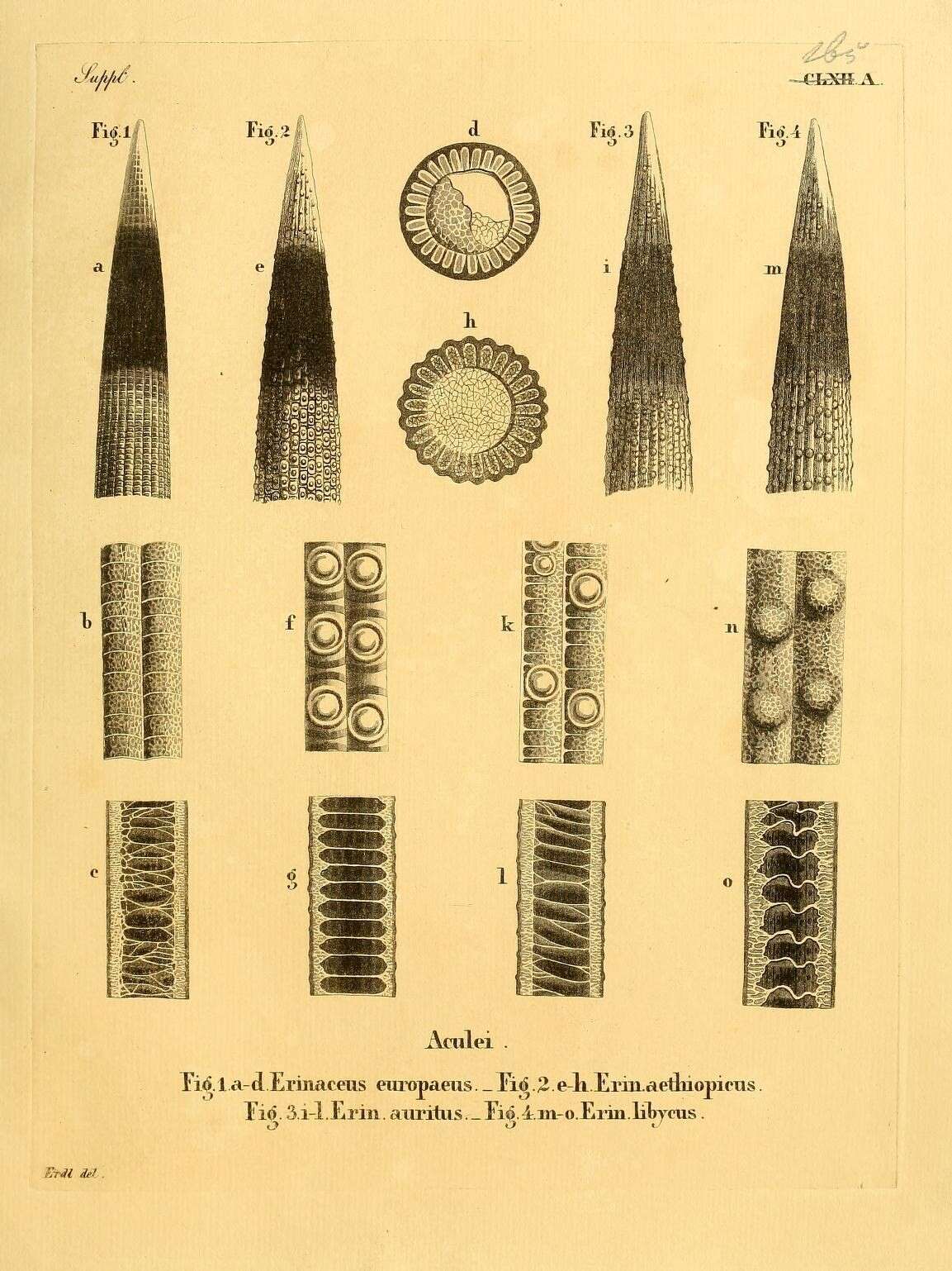 Image of Erinaceus Linnaeus 1758