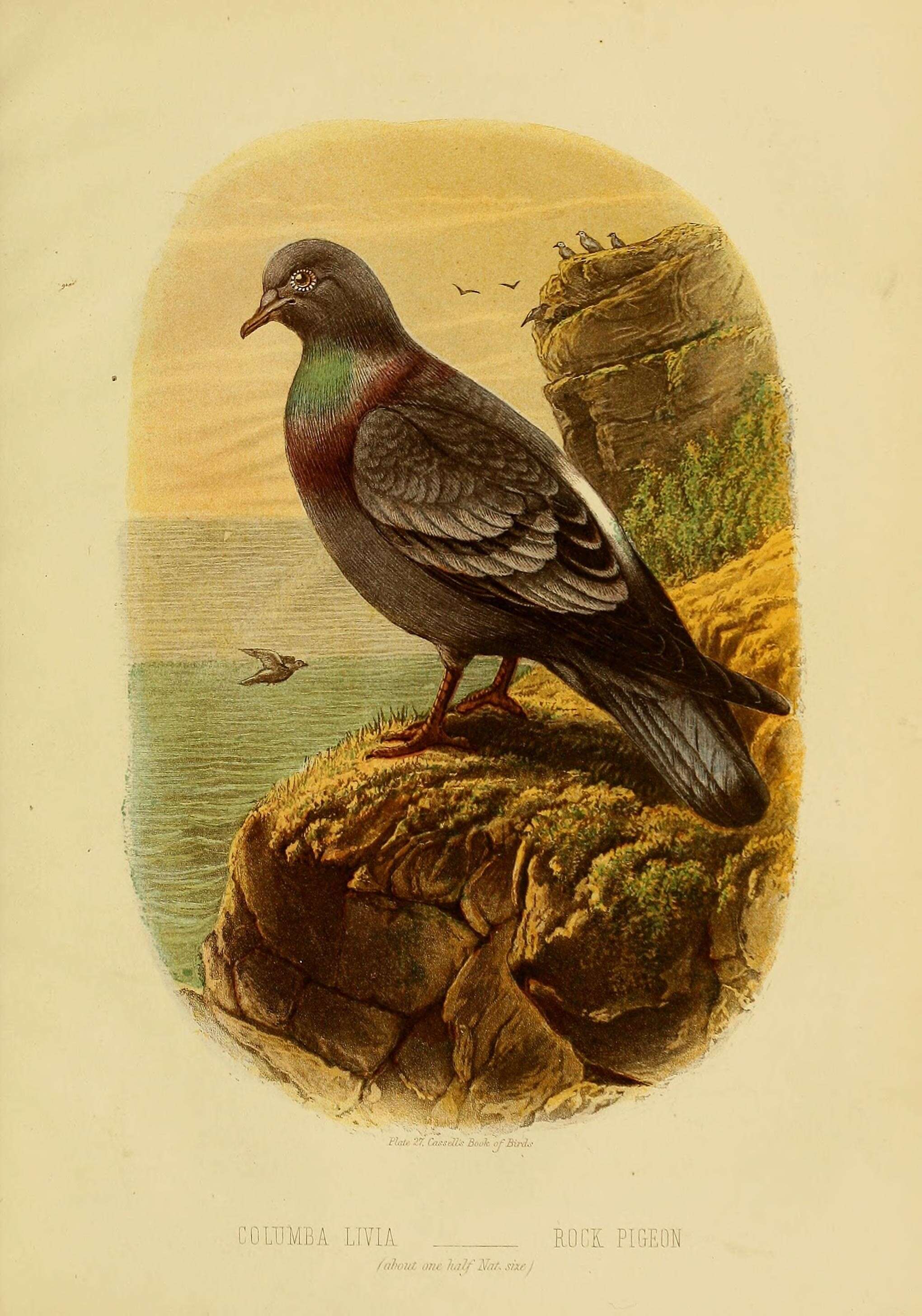 Image of Common Pigeon