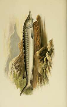 Image of Atlantic Sturgeon