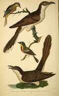 Image of Black-billed Cuckoo