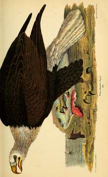 Imagem de Haliaeetus leucocephalus (Linnaeus 1766)