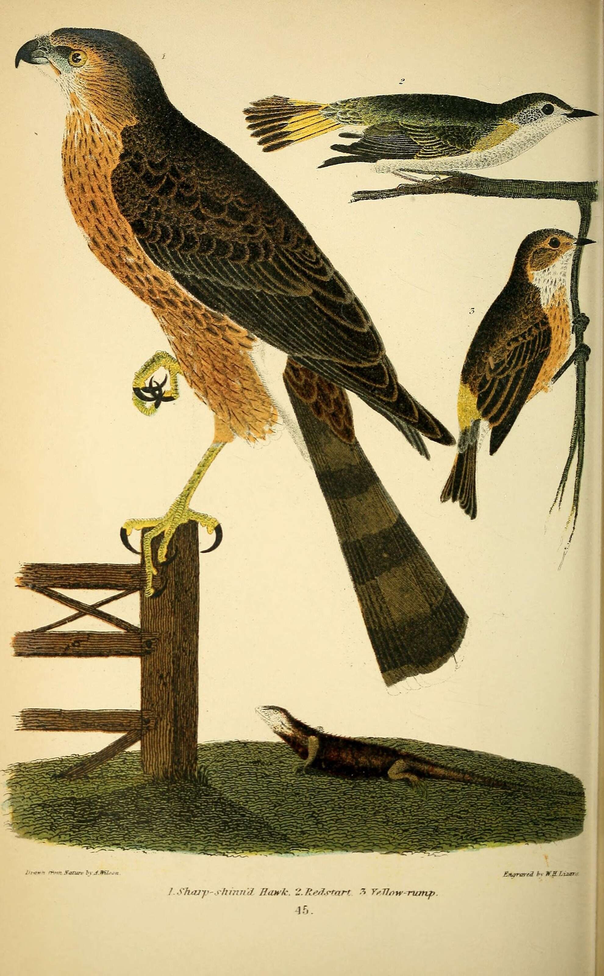 Image of Sharp-shinned Hawk