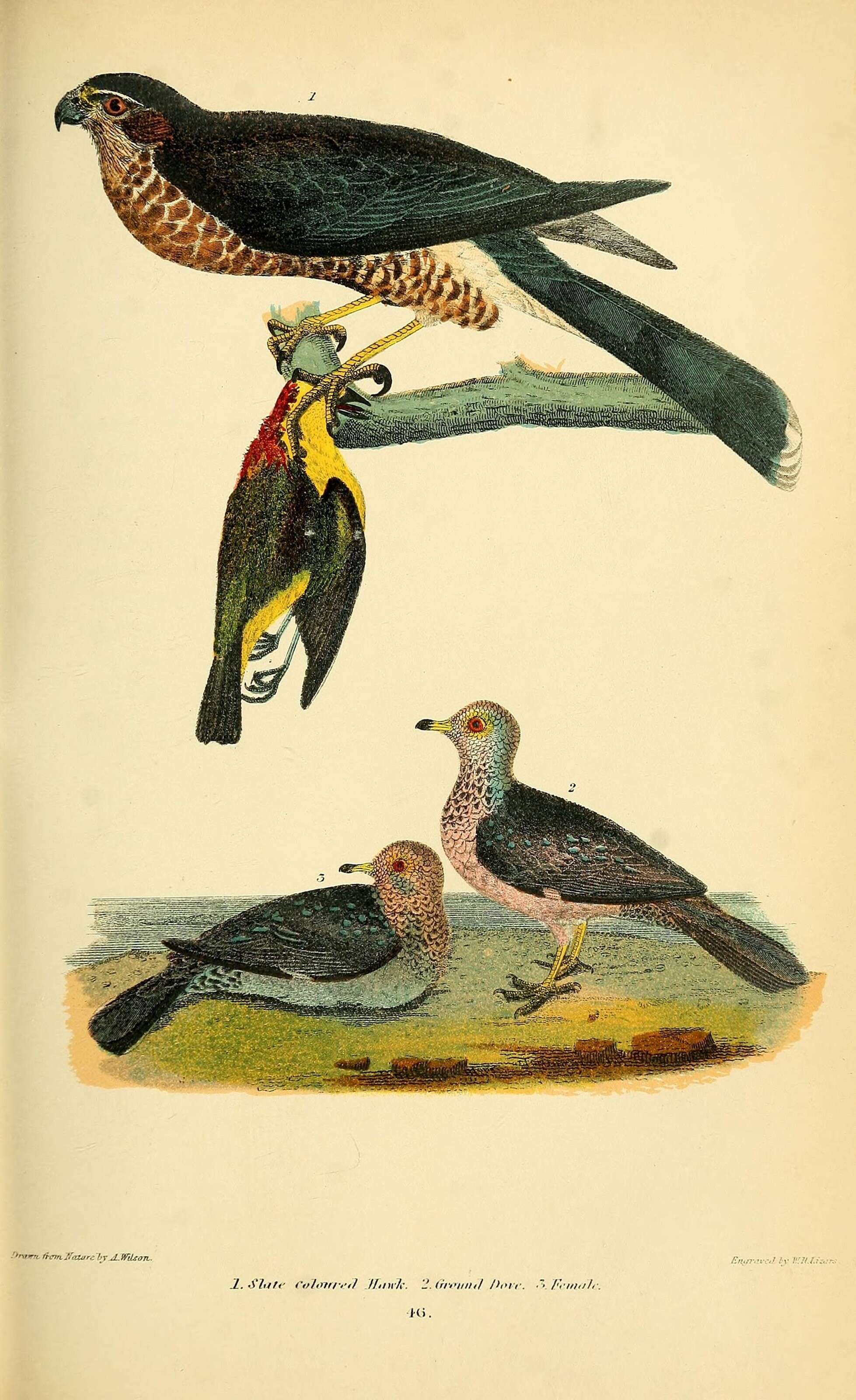 Image of Common Ground Dove