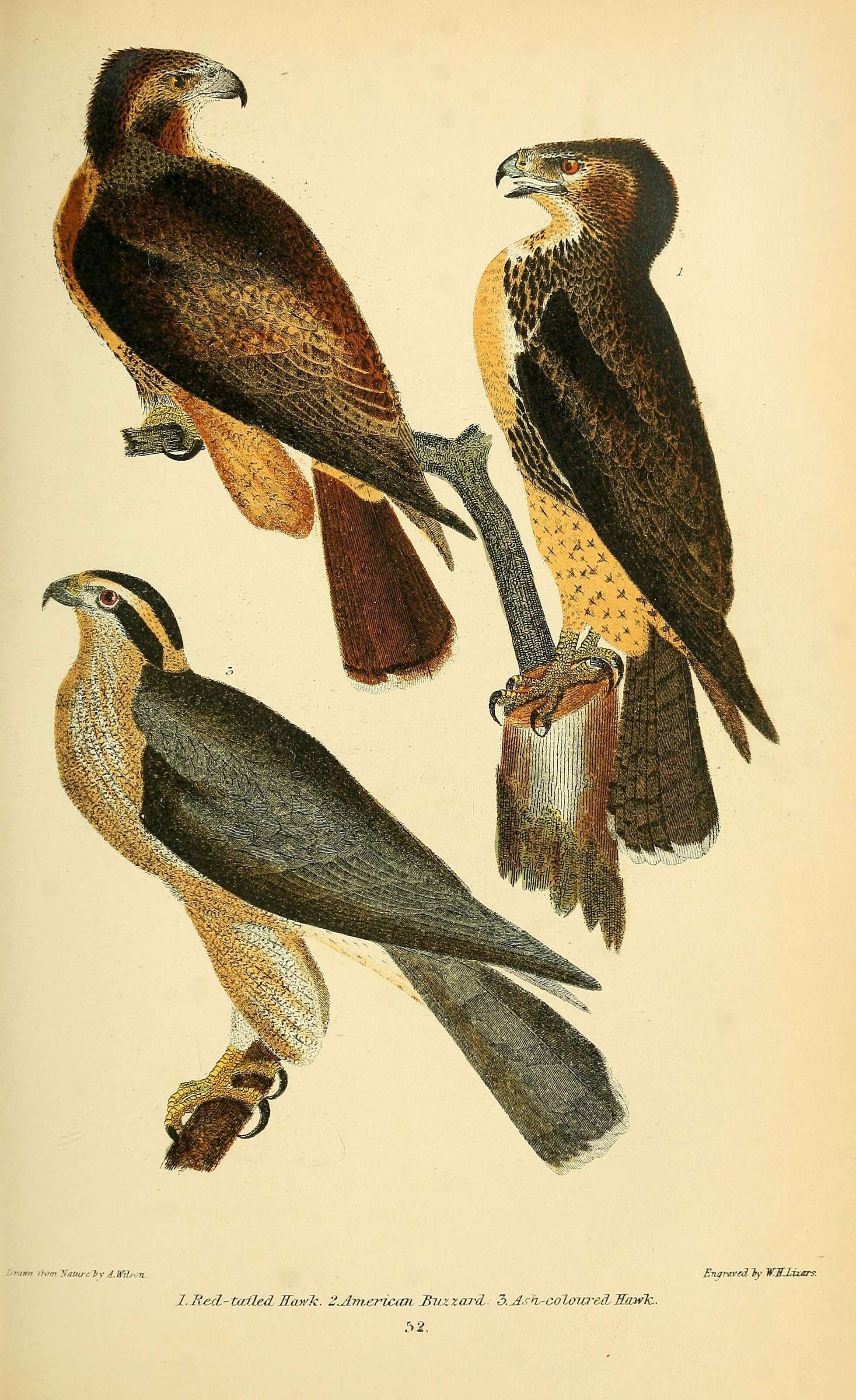 Image of Buteo Lacépède 1799