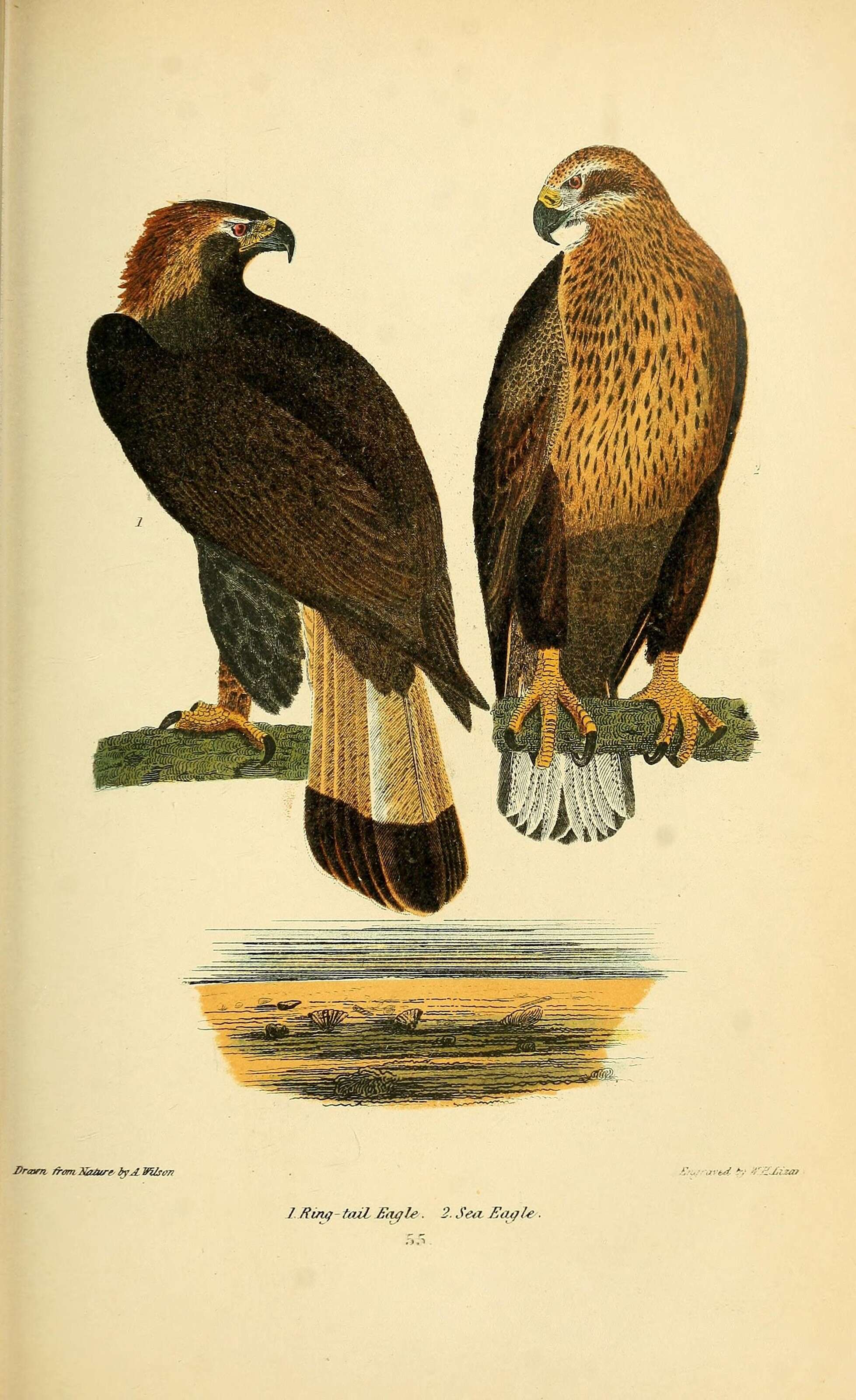 Image of Golden eagle