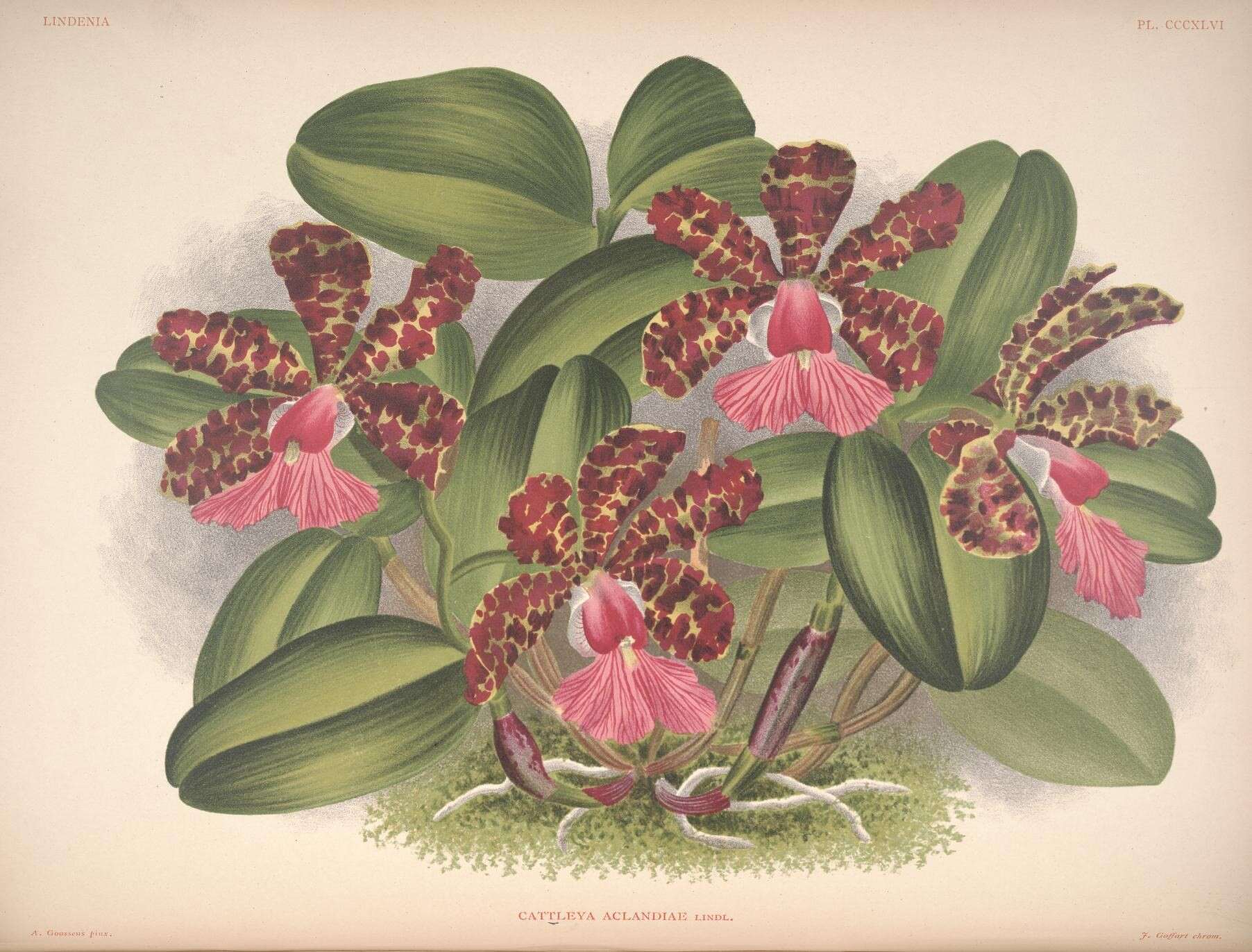 Image of Lady Ackland's Cattleya