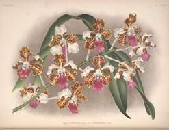 Image of Orchid