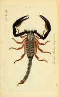 Image of Asian Forest Scorpion