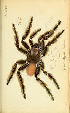 Image of Hispaniolan Giant Tarantula