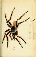 Sivun Acanthoscurria geniculata (C. L. Koch 1841) kuva