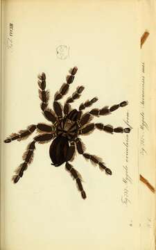 Image of tarantulas